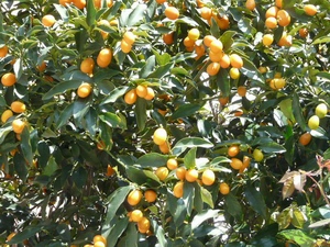 Click here for full details.